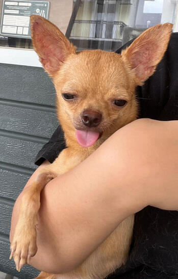 milo